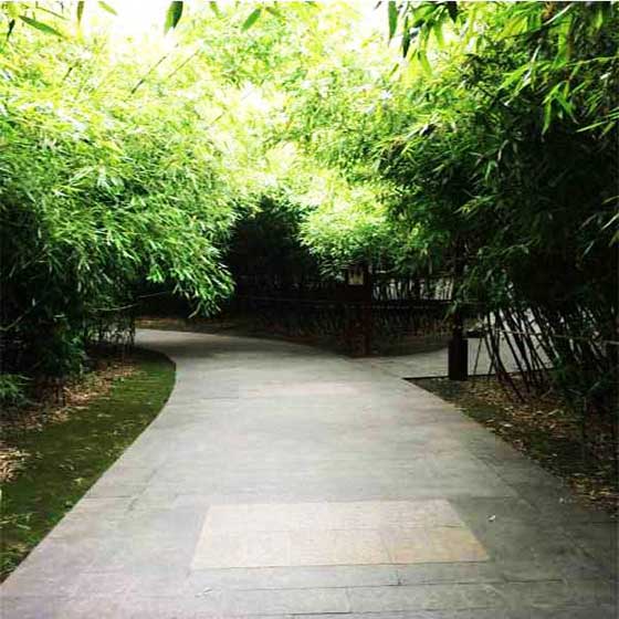 大唐芙蓉园13876