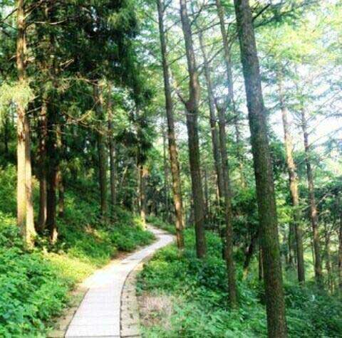 莫干山大坑景区金钱松林