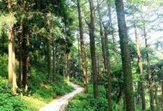 莫干山大坑景区金钱松林