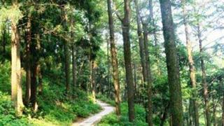 莫干山大坑景区金钱松林