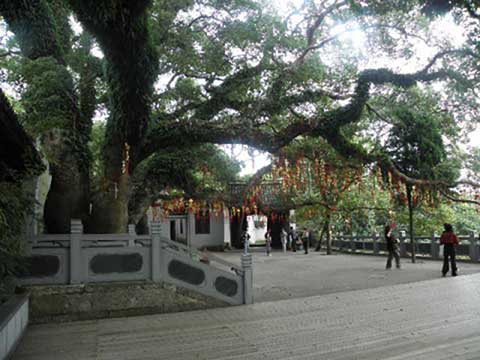 普陀山风景名胜区千年香樟王 普陀山风景名胜区千年香樟王