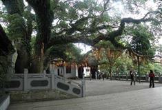 普陀山风景名胜区千年香樟王