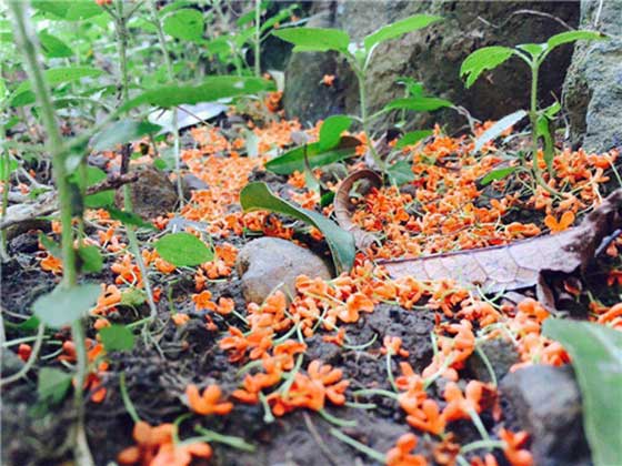 仙源湖旅游度假区14116