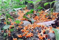 仙源湖旅游度假区十里桂花长廊