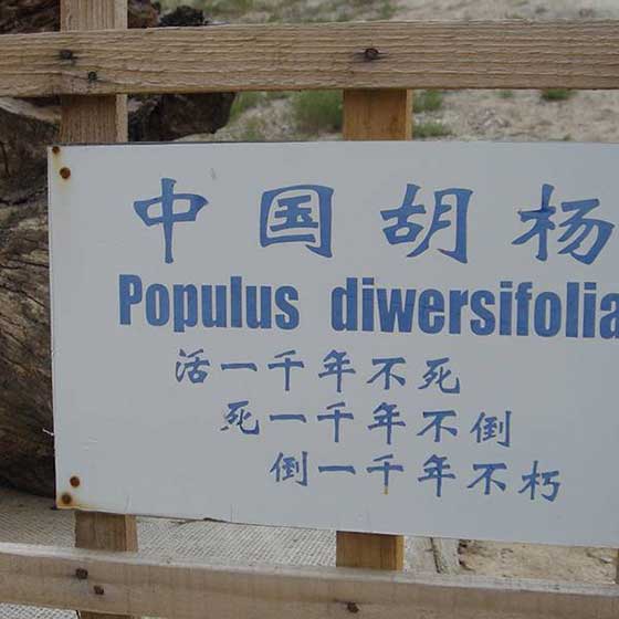 镇北堡西部影视城枯树林