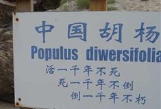 镇北堡西部影视城枯树林