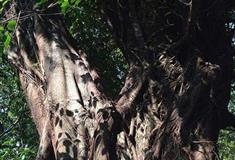 独秀峰·王城景区夫妻树