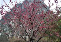 桂林南溪山景区樱花园