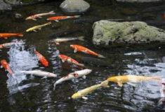 漓江冠岩景区鲤鱼池衅