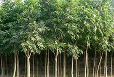 江南三民文化村无患子林