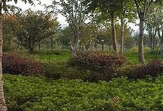 横店华夏文化园植物园