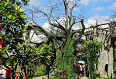 横店梦幻谷榕树林