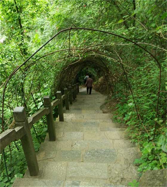 天籁蝴蝶泉绿色通道 天籁蝴蝶泉绿色通道