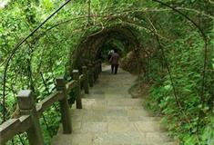 天籁蝴蝶泉绿色通道