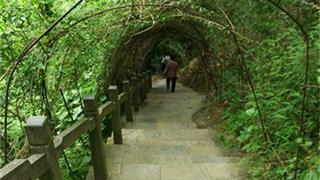 天籁蝴蝶泉绿色通道