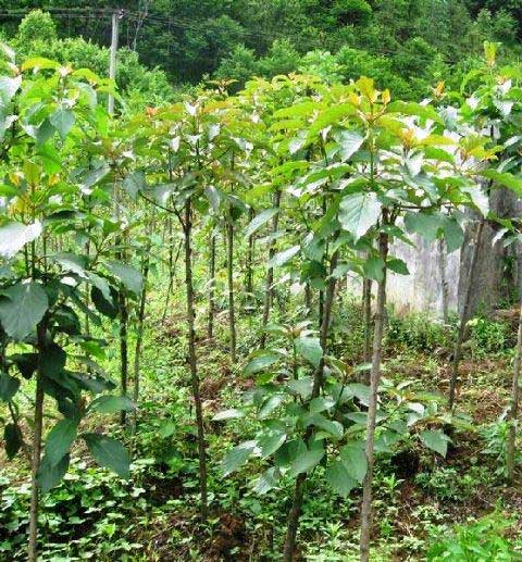 莫干山大坑景区14101