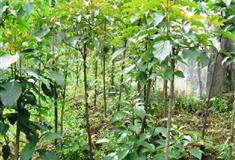 莫干山大坑景区香果树