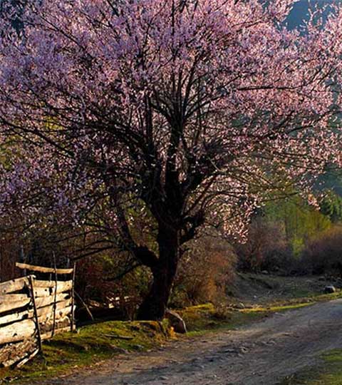 世外桃源景区13977