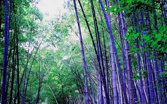 普陀山风景名胜区13385