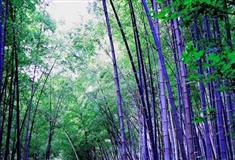 普陀山风景名胜区紫竹林