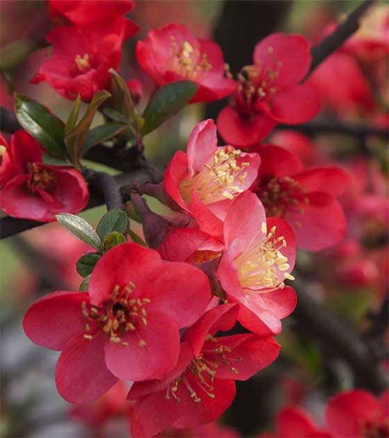 南京夫子庙贴梗海棠