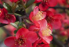 南京夫子庙贴梗海棠