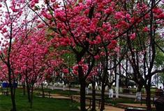 桂林南溪山景区樱花亭