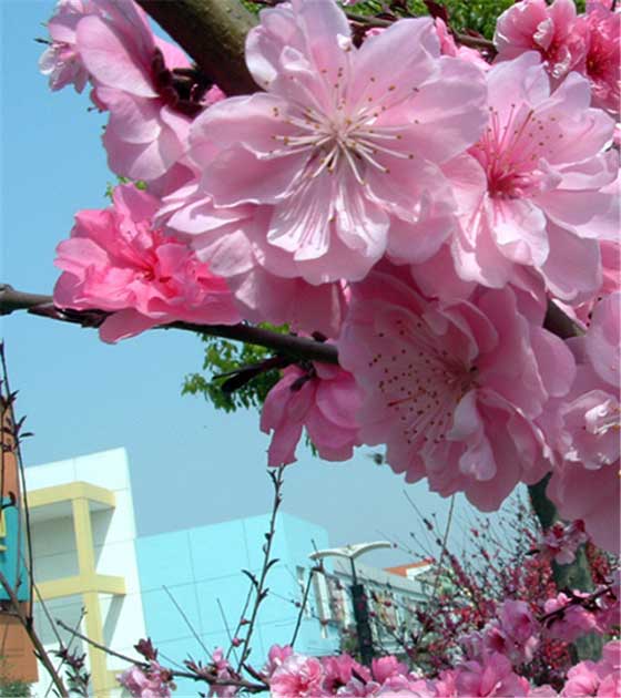 世外桃源景区13981