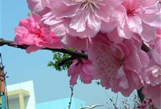 世外桃源景区桃花林