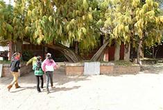 白沙古镇中国怪柳王