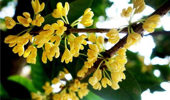 仙源湖旅游度假区14112