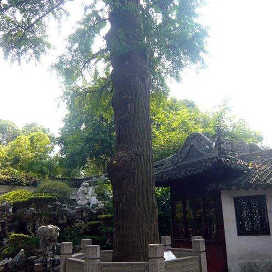 上海豫园银杏树 上海豫园银杏树