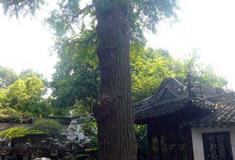 上海豫园银杏树