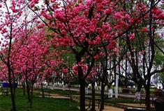 桂林南溪山景区紫藤花长廊