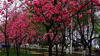 桂林南溪山景区紫藤花长廊