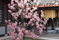 横店清明上河图蔡府