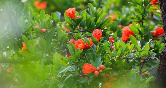 大洞山风景区14137