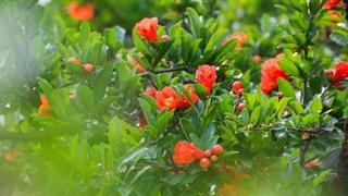 大洞山风景区万亩石榴园