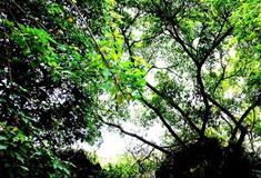 天星桥景区美女榕