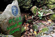 天星桥景区根艺天成