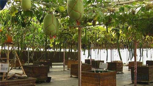 农耕年华农业风情园14598