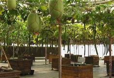 农耕年华农业风情园：百果园