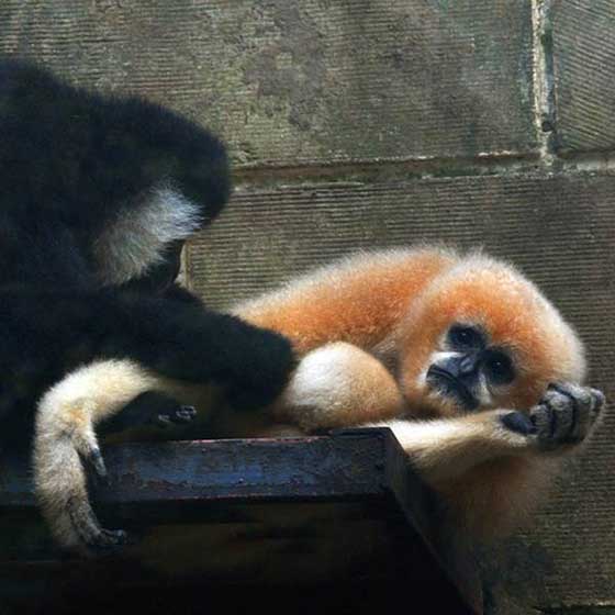 重庆动物园14416