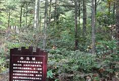 天柱山风景区：牛马城