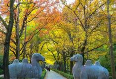 南京石象路神道什么时候去最好？需要门票吗？