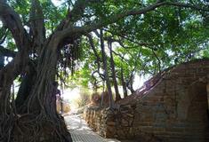 小嶝岛：独木成林