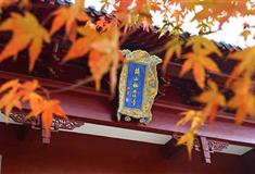 2020南京栖霞山红枫节时间及门票信息