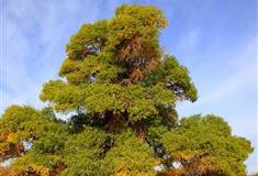 策克口岸：神树