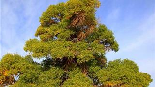 策克口岸：神树