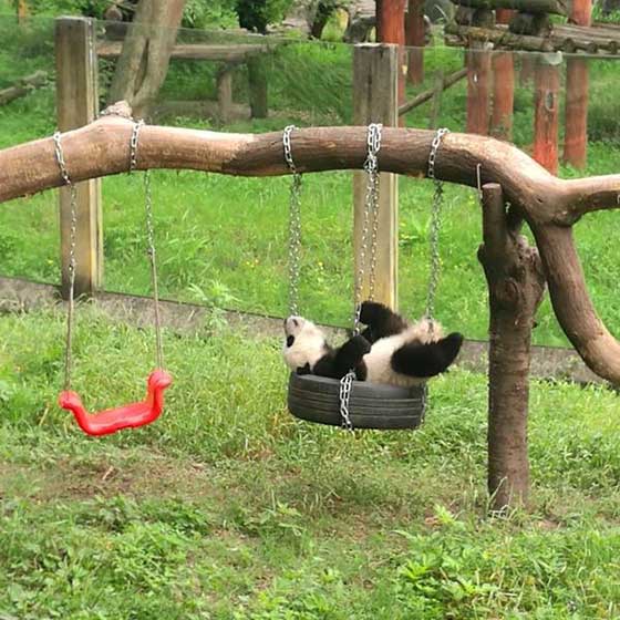 重庆动物园14423